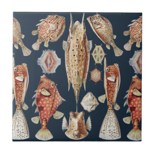 Haeckel Ostraciontes Tropische Vissen Natuur Kunst Tegeltje