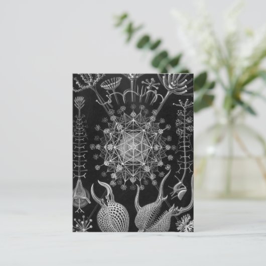 Haeckel Phaeodaria Briefkaart (Staand voorkant)