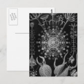 Haeckel Phaeodaria Briefkaart (Voorkant / Achterkant)