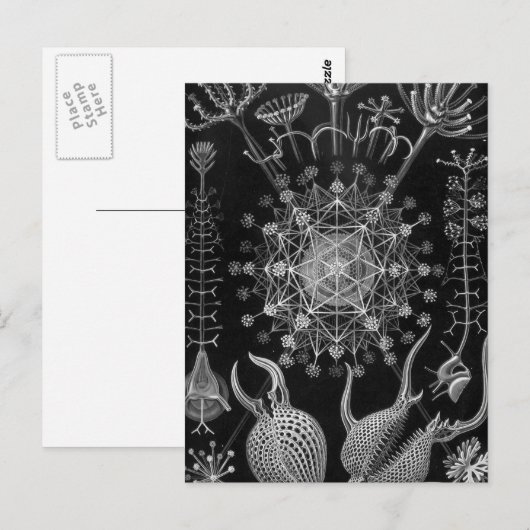 Haeckel Phaeodaria Briefkaart (Voorkant / Achterkant)