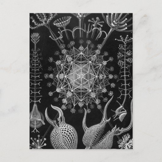 Haeckel Phaeodaria Briefkaart (Voorkant)