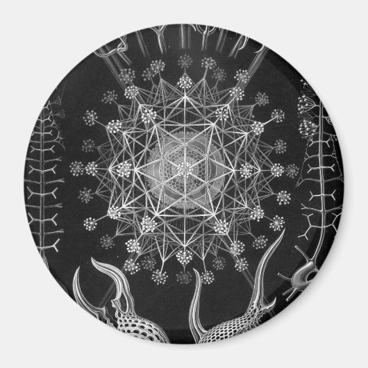 Haeckel Phaeodaria Magneet (Voorkant)