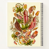 Haeckel Pitcher Plant  Illustratie Notitieboek (Achterkant)