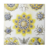 Haeckel Polycyttaria Tegeltje (Voorkant)
