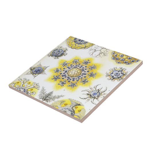 Haeckel Polycyttaria Tegeltje (Zijkant)