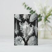 Haeckel Prosobranchia Briefkaart (Staand voorkant)