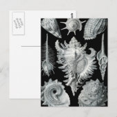 Haeckel Prosobranchia Briefkaart (Voorkant / Achterkant)