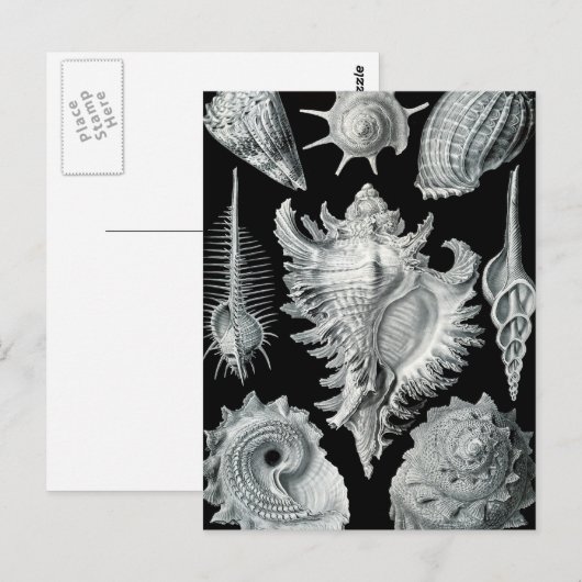 Haeckel Prosobranchia Briefkaart (Voorkant / Achterkant)