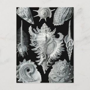Haeckel Prosobranchia Briefkaart