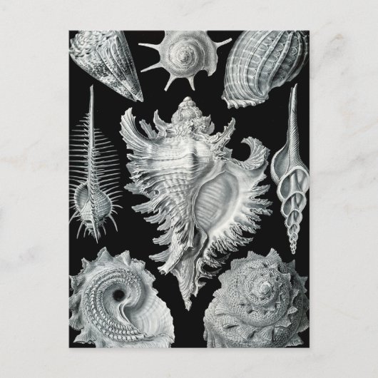 Haeckel Prosobranchia Briefkaart (Voorkant)