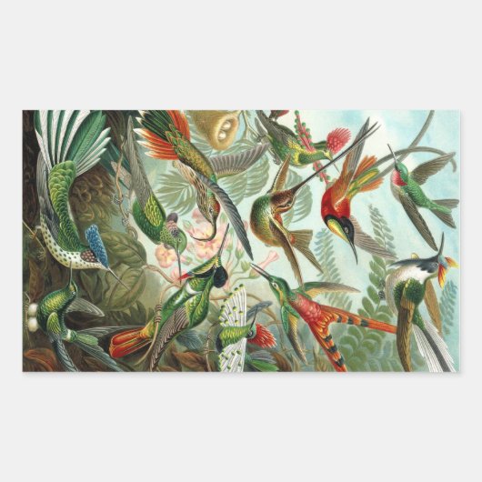 Haeckel Rechthoekige Sticker (Voorkant)