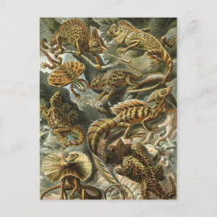Haeckel Reptiles Briefkaart