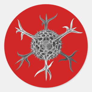 Haeckel Ronde Sticker
