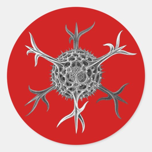 Haeckel Ronde Sticker (Voorkant)