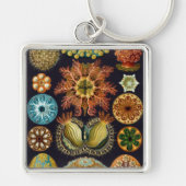 Haeckel Sleutelhanger (Voorkant)