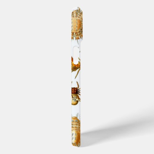 Haeckel Spiders Case-Mate iPhone Case (Achterkant / Rechts)