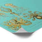 Haeckel Squid, Gamochonia Poster (Hoek)