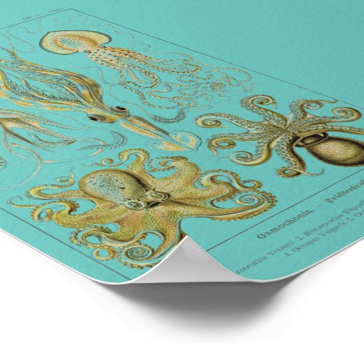 Haeckel Squid, Gamochonia Poster (Hoek)