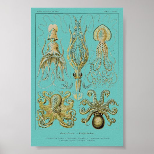 Haeckel Squid, Gamochonia Poster (Voorkant)