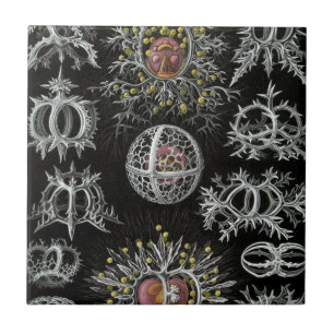 Haeckel Stephoidea Tegeltje