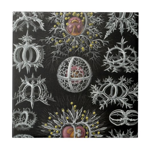 Haeckel Stephoidea Tegeltje (Voorkant)