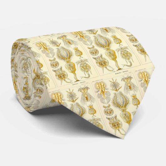 Haeckel Stropdas (Opgerold)