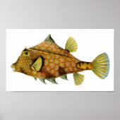 Haeckel Tetrosomus Gibbosus Poster (Voorkant)