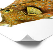 Haeckel Tetrosomus Gibbosus Poster (Hoek)