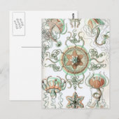 Haeckel Trachomedusae Briefkaart (Voorkant / Achterkant)
