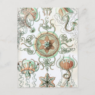 Haeckel Trachomedusae Briefkaart