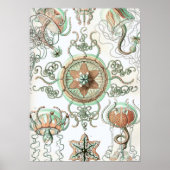 Haeckel Trachomedusae Poster (Voorkant)