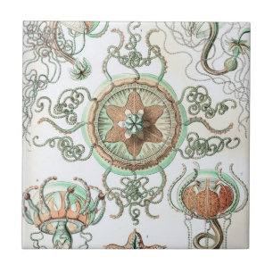 Haeckel Trachomedusae Tegeltje