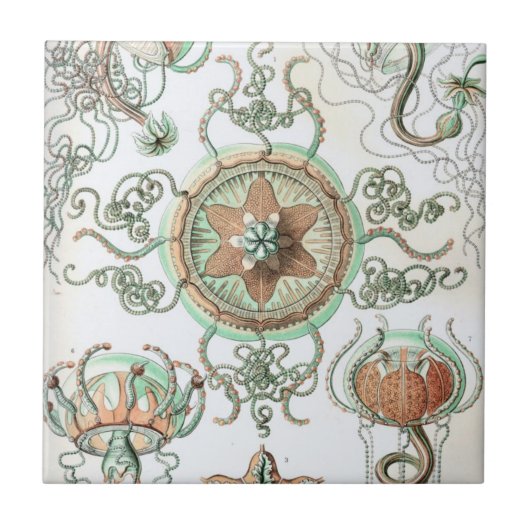 Haeckel Trachomedusae Tegeltje (Voorkant)