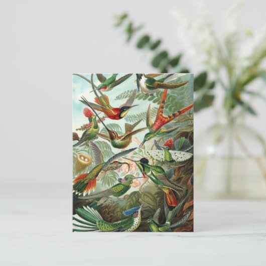 Haeckel Trochilidae Briefkaart (Staand voorkant)