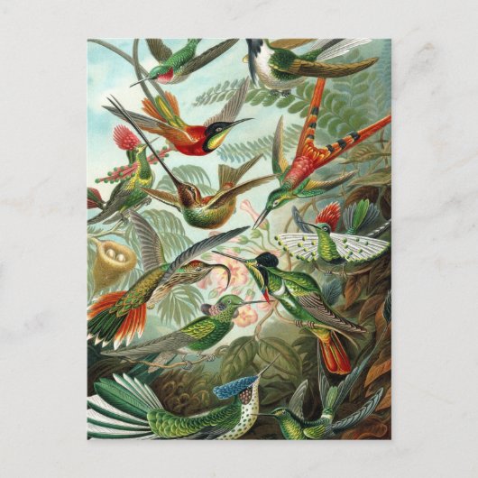 Haeckel Trochilidae Briefkaart (Voorkant)