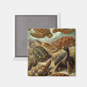 Haeckel Turtles Magneet (Voorkant / Achterkant)