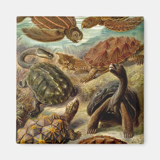 Haeckel Turtles Magneet (Voorkant)