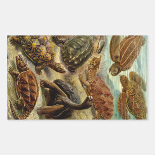 Haeckel Turtles Rechthoekige Sticker
