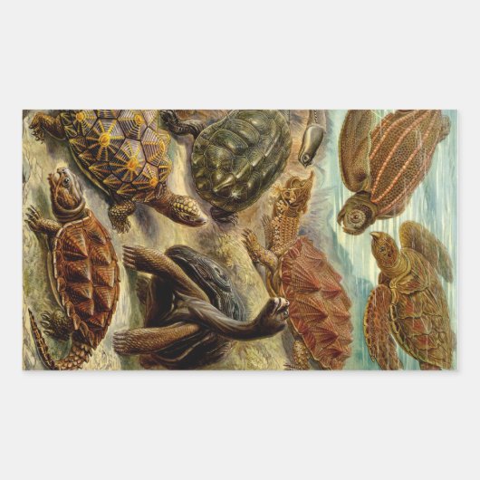 Haeckel Turtles Rechthoekige Sticker (Voorkant)
