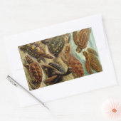 Haeckel Turtles Rechthoekige Sticker (Envelop)