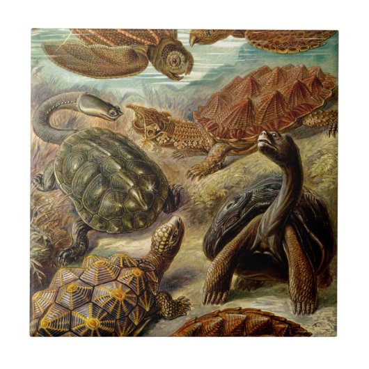Haeckel Turtles Tegeltje (Voorkant)