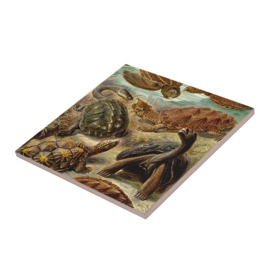  Haeckel Turtles Tegeltje (Zijkant)
