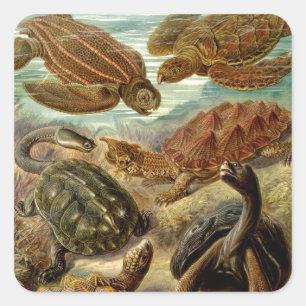 Haeckel Turtles Vierkante Sticker