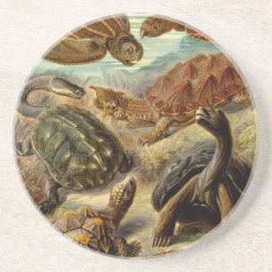 Haeckel Turtles Zandsteen Onderzetter