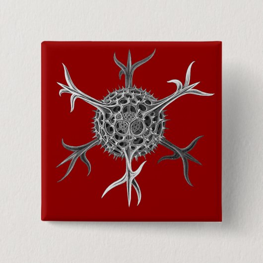 Haeckel Vierkante Button 5,1 Cm (Voorkant)