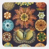Haeckel Vierkante Sticker (Voorkant)