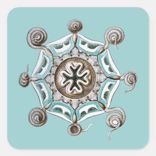 Haeckel Vierkante Sticker