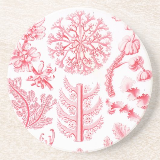 Haeckel Zandsteen Onderzetter (Voorkant)
