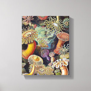 Haeckel Zee Anemone Ocean Life Natuur Kunst Schild Canvas Afdruk