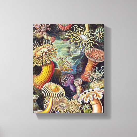 Haeckel Zee Anemone Ocean Life Natuur Kunst Schild Canvas Afdruk (Voorkant)
